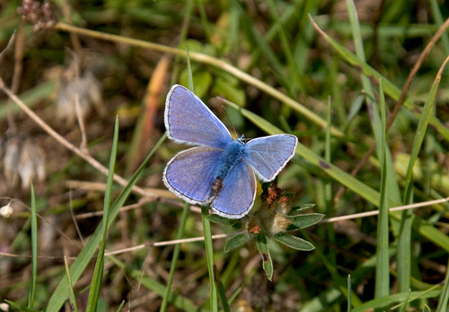 Common Blue DM0087